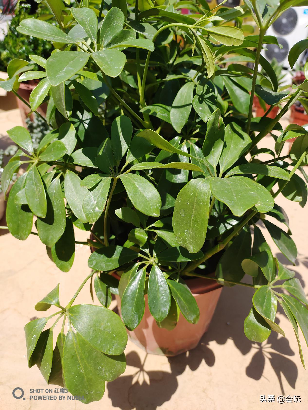 红魔3可以用rog的风扇吗,红魔3风扇声音