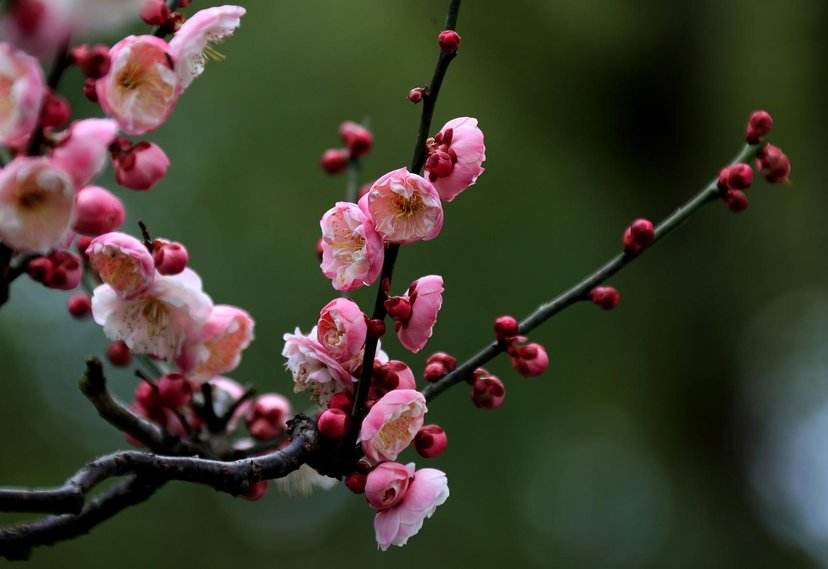 梅花花期过后怎么修剪,梅花花后修剪视频