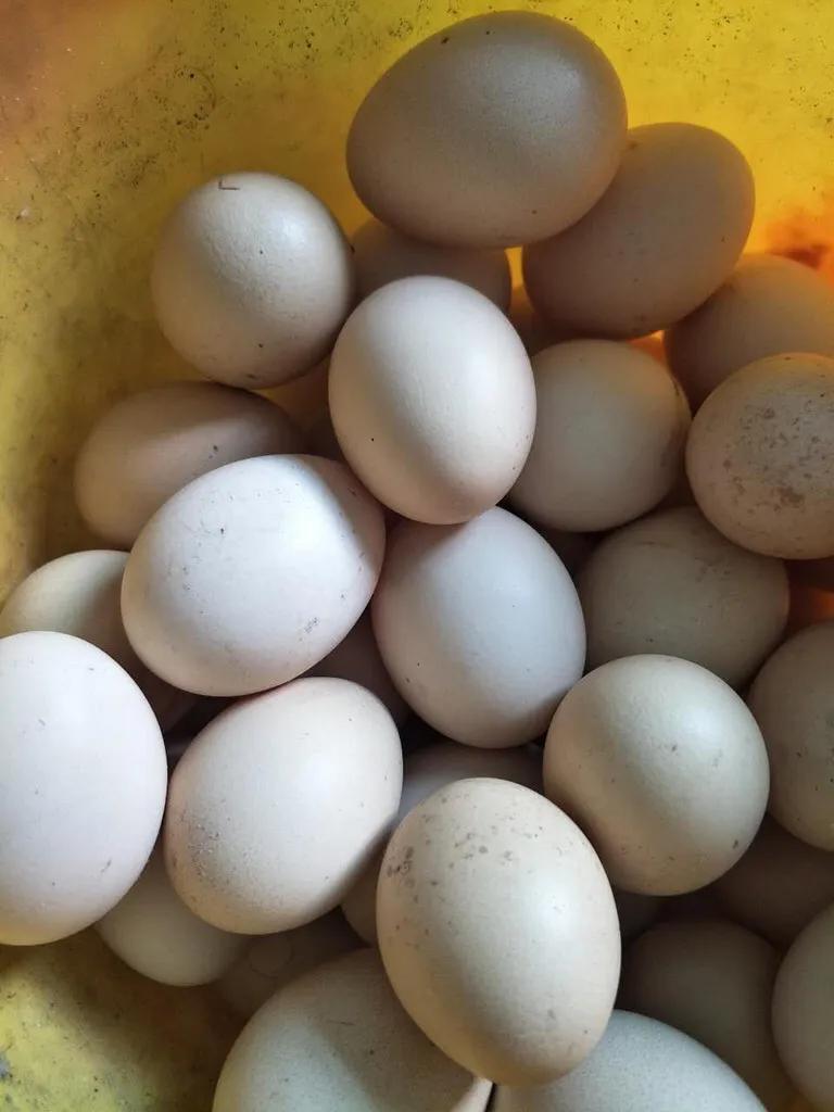 地摊卖鸡蛋的销售方法,英姐卖鸡蛋的销售方法