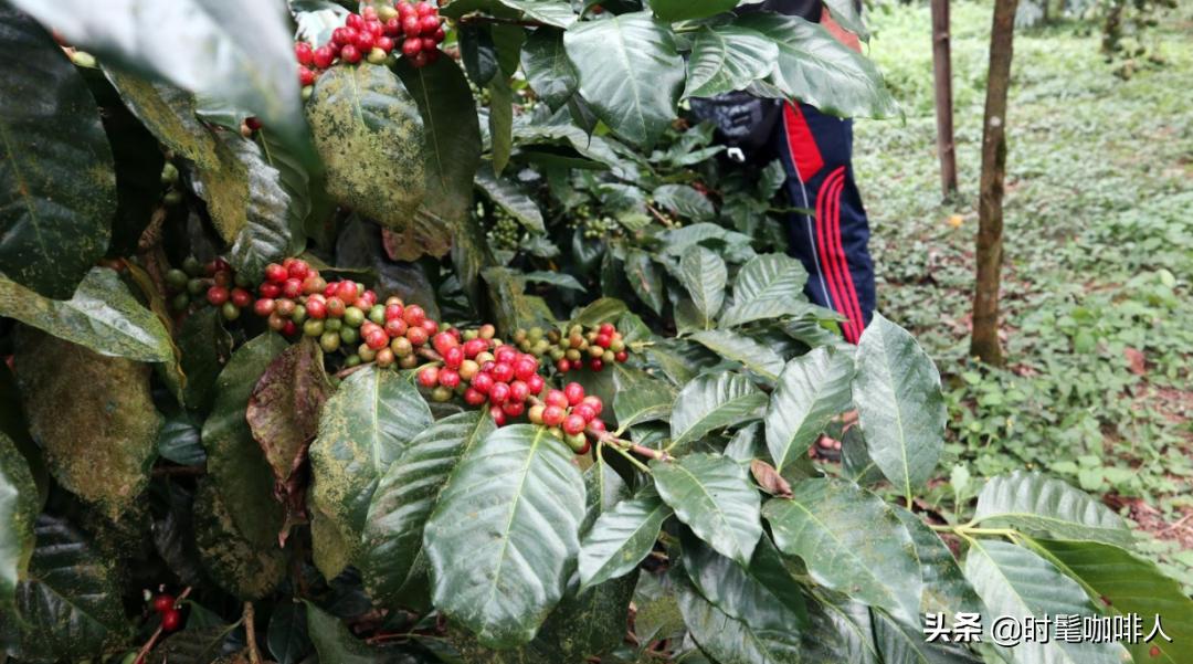你买的印尼单品咖啡可能是咖啡全家桶