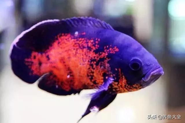 鱼缸水可以治疗鱼病吗,养鱼如何治鱼病