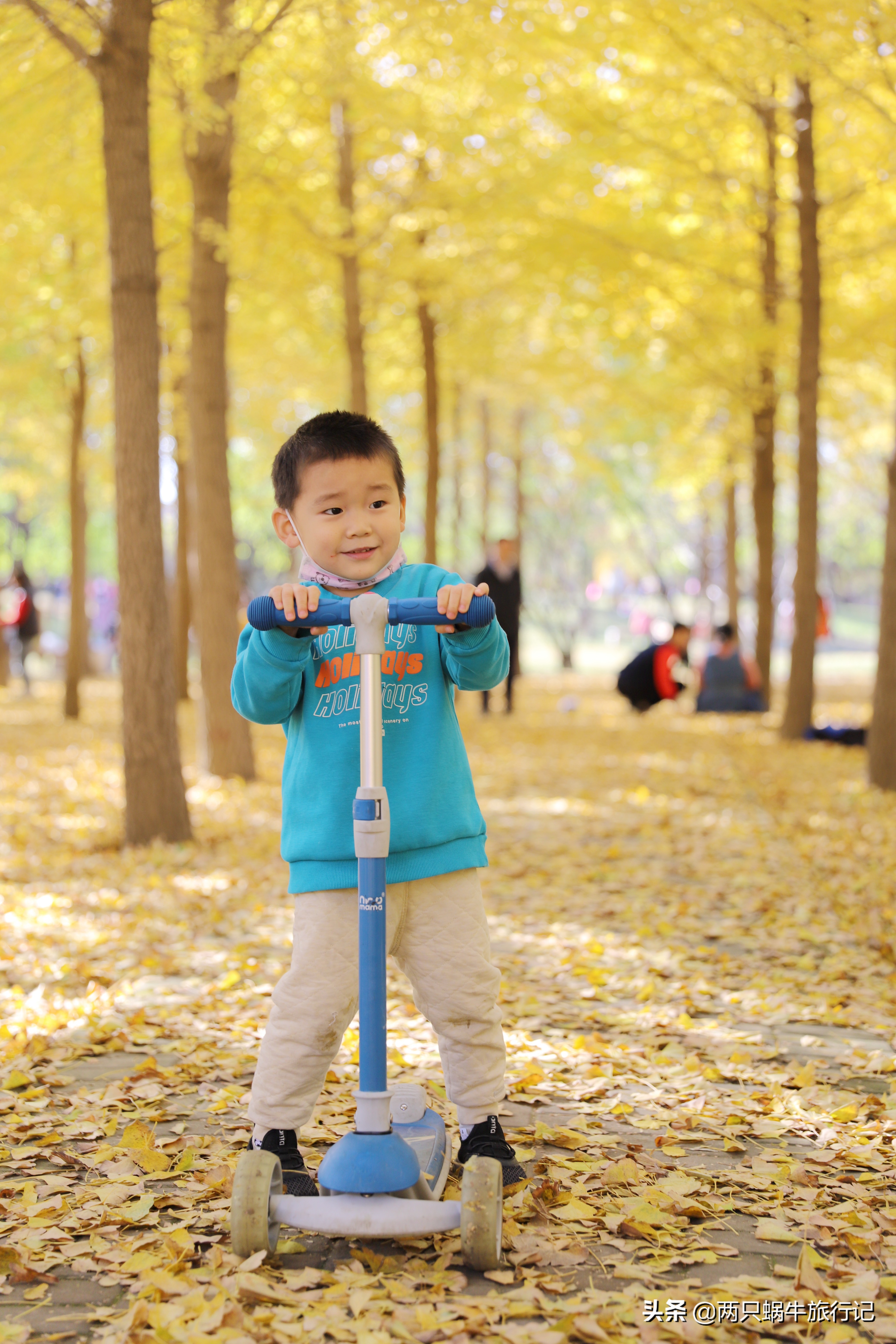 秋天落叶自然的调色盘,调色盘秋天
