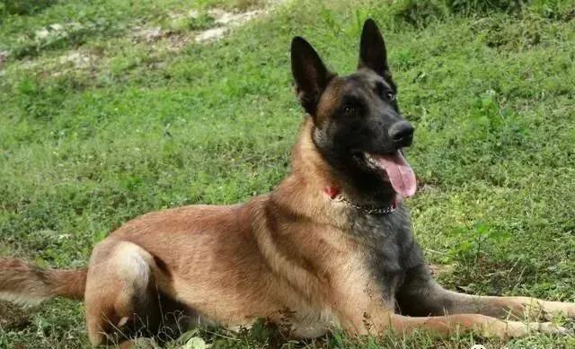 饲养马犬幼犬应注意什么,马犬在家里院子养合适吗