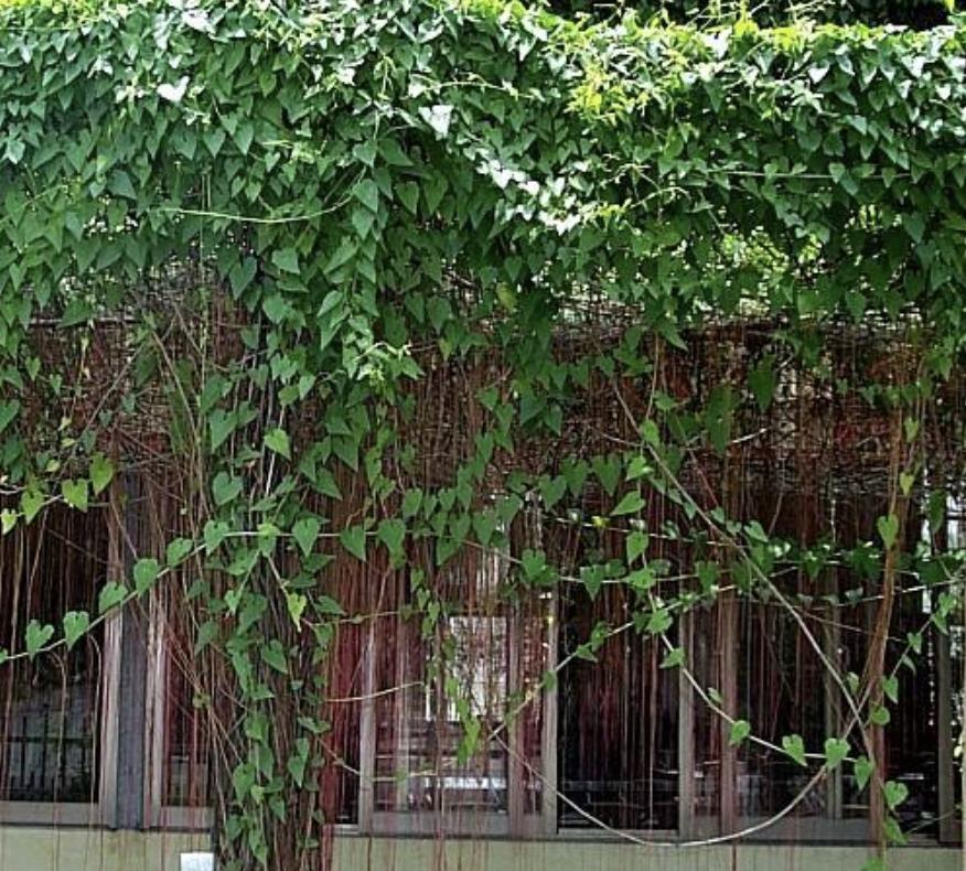 室内阳台适合养的爬墙的花,这6种花养在家里颜值高还好养活