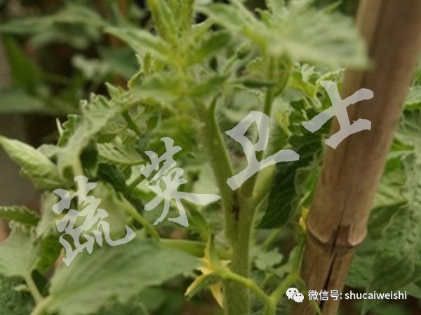 大棚番茄青枯病怎样预防,越冬番茄芽枯病的防治