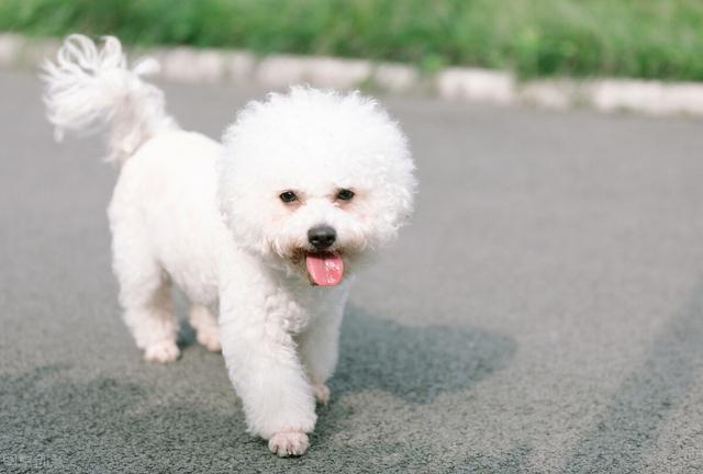 比熊泪痕用眼药水好还是泪痕精华,比熊有泪痕吃处方粮有用吗