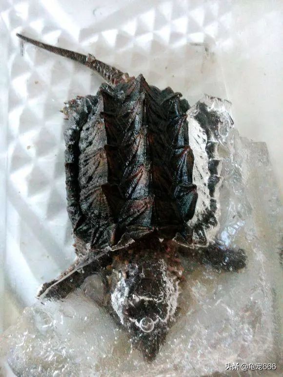 龟被冻成冰块,龟怎样处理