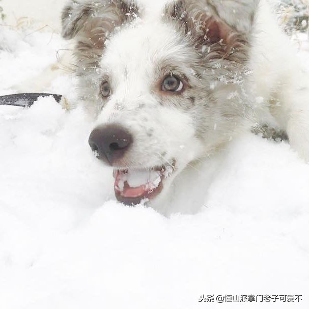 跟着主人一起搬家的小狗,跟着主人搬家的狗