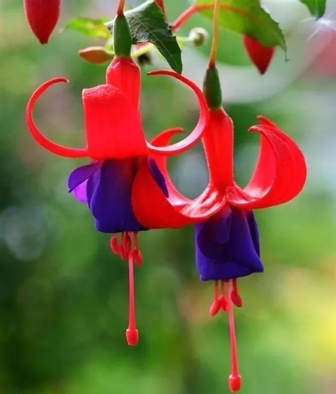 惊艳倒挂金钟,惊艳倒挂金钟图片