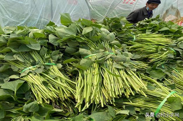 农村开山种什么最赚钱,农村种植什么最赚钱年入十几万