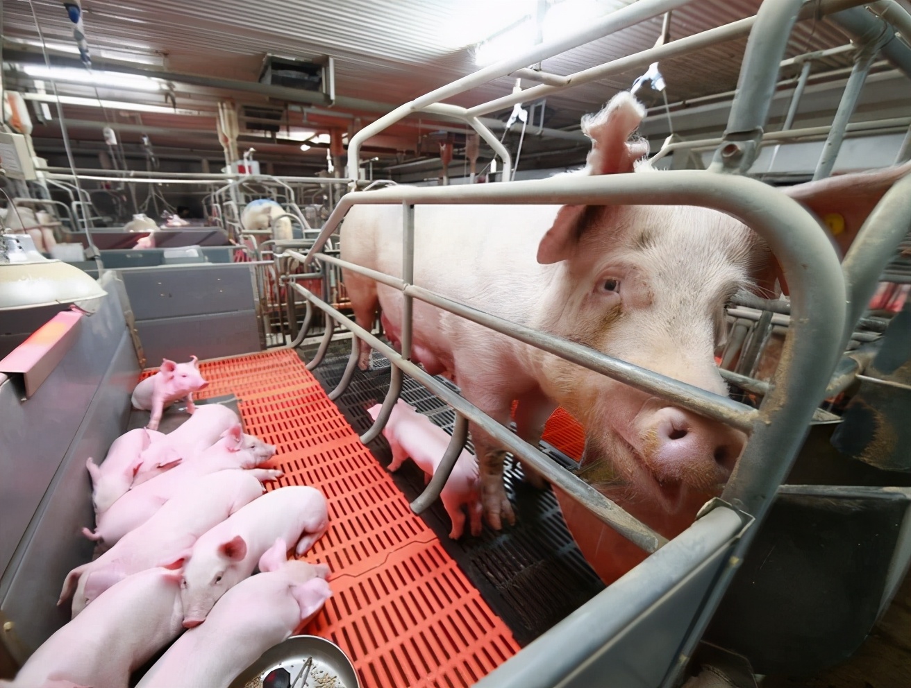 母猪产程长是什么原因导致的,母猪迟迟不受孕怎么办