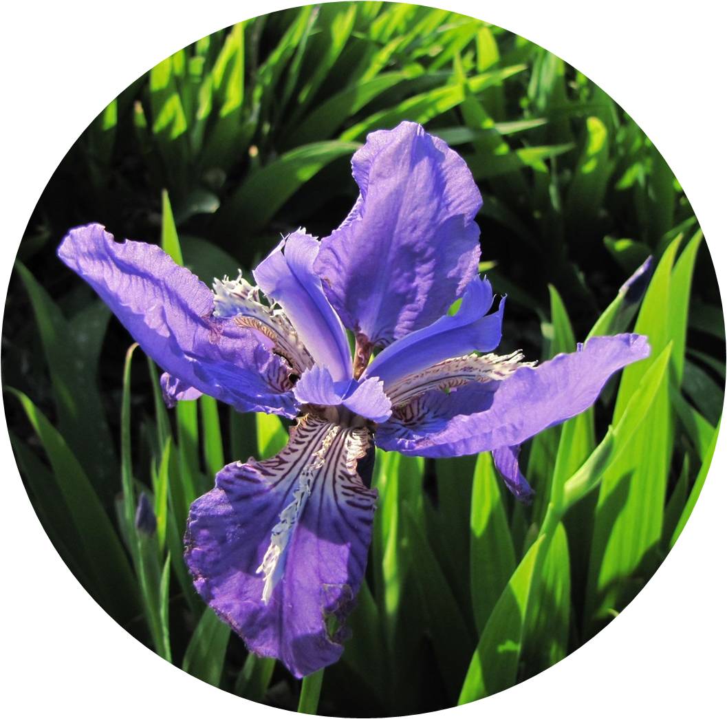 菊竹梅兰图欣赏,花中四君子的兰花图片