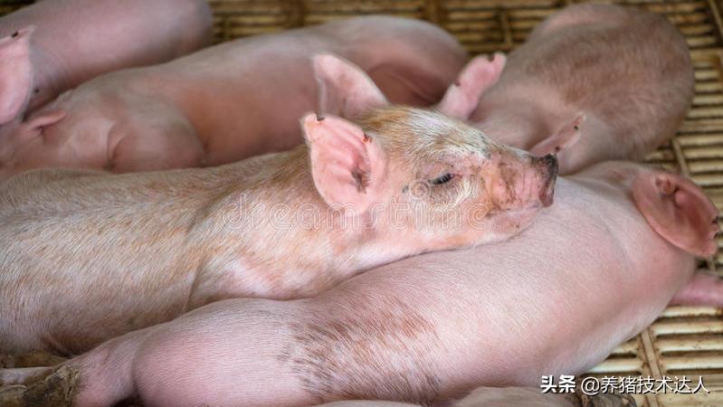 小猪拉稀用什么土方法治好,20斤小猪拉稀打庆大霉素多少剂量