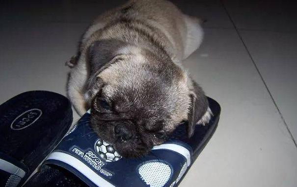 狗狗推荐的玩具有哪些,推荐的狗狗玩具有哪些