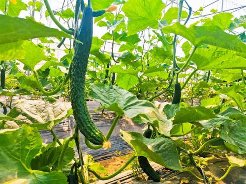 种植黄瓜不用化肥农药如何种好,黄瓜种植加点啥农药好些