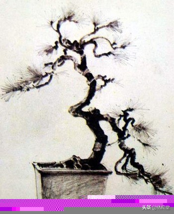 丛林式盆景欣赏,盆景欣赏及制作