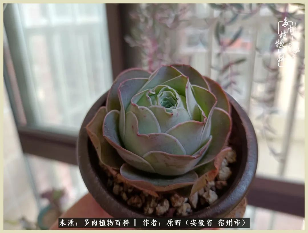 梅雨袭，酷暑至，多肉进入历劫季