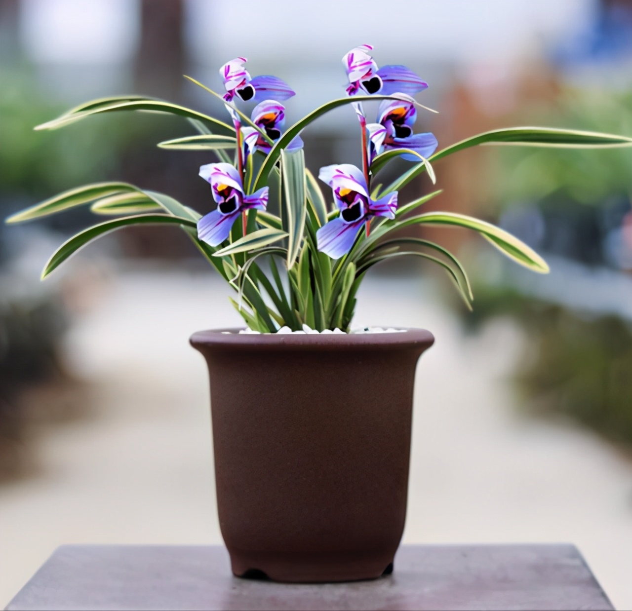 建兰金边紫月养了几年不开花,建兰紫月荷怎么分叶芽和花芽