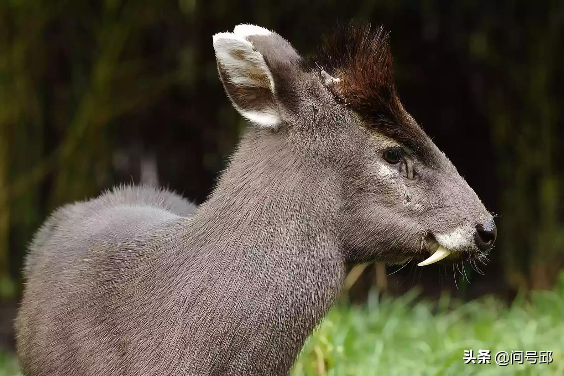 地球上长得稀奇古怪的动物知多少,世界上长得奇形怪状的动物