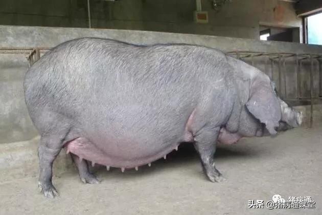 母猪预产期过了四天怎么办,母猪临产前的症状及护理仔猪方法