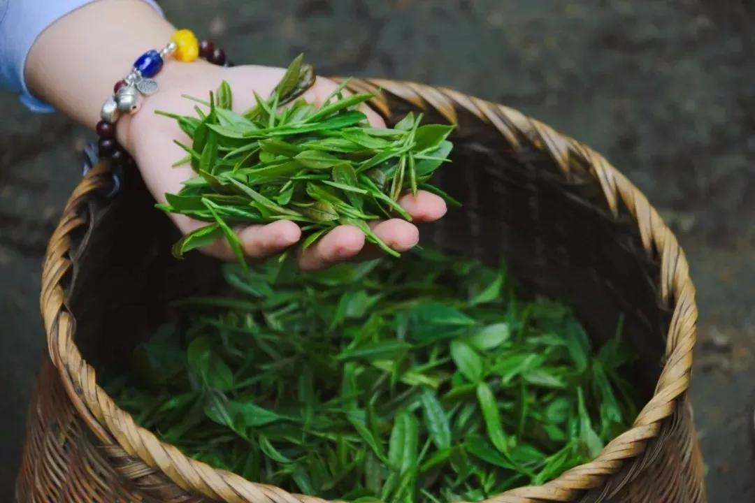 浙江茶艺师培训：全国一二级茶艺师培训班招生，各等级长年报名中