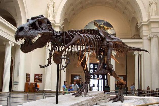 霸王龙真正的样子长什么样,霸王龙长什么样子真正的图片