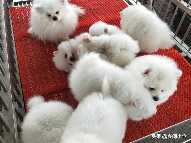 开封狗品种大全,开封狗市是中国最大的吗