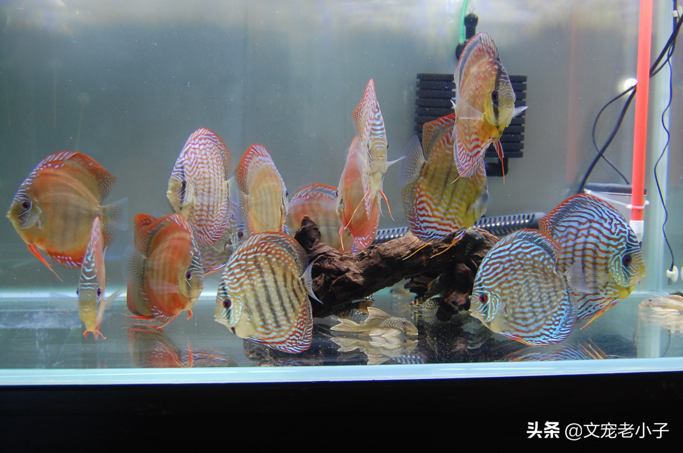 德松七彩神仙鱼如何饲养,七彩神仙鱼和雷龙鱼混合饲养