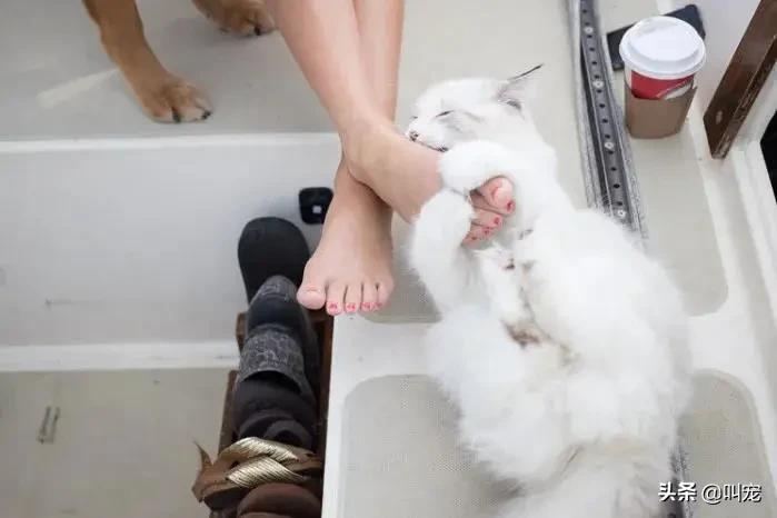 人的脚气会传染猫癣吗,脚气对猫的危害