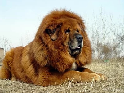 藏獒为什么不能养,王者荣耀藏獒怎么获得