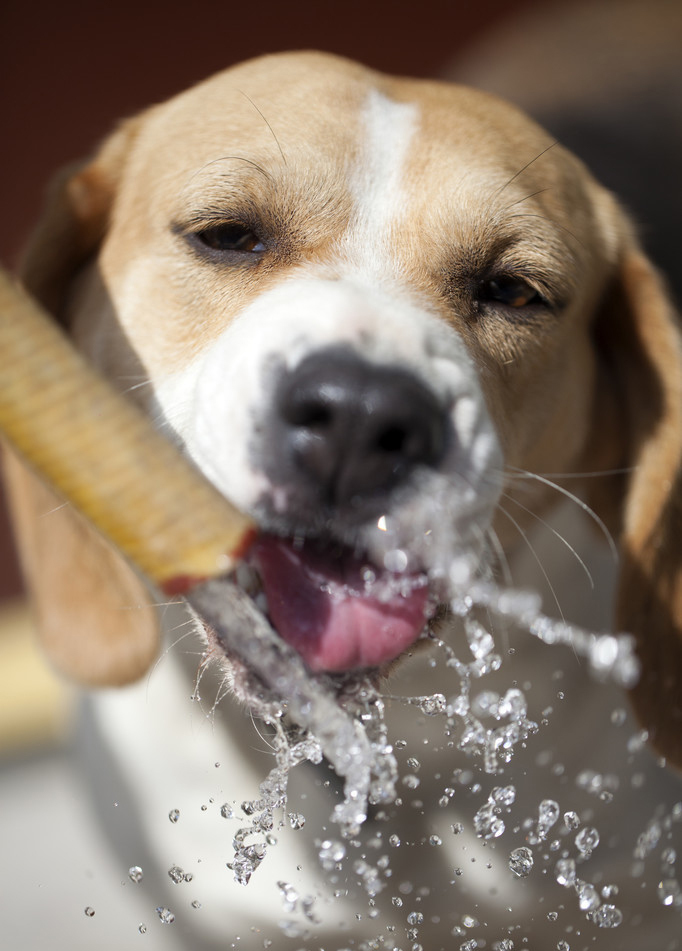 狗狗出现什么状况说明需要驱虫了,狗狗出现什么症状要注意