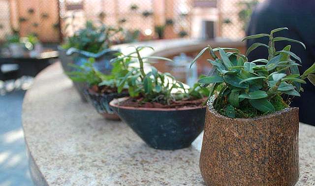 养花的10大好处你一定要看的,养花的7大好处有哪些呢