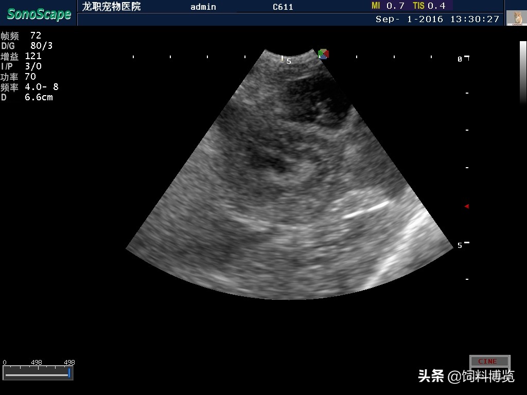 猫子宫蓄脓手术死亡率,猫传染性腹膜炎什么症状