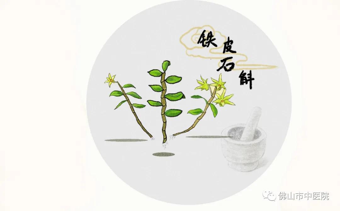 鐭虫枦鐩婅儍鐢熸触婊嬮槾娓呯儹,涓婂搧浠欒崏鐭虫枦鐨勫姛鏁堜笌浣滅敤