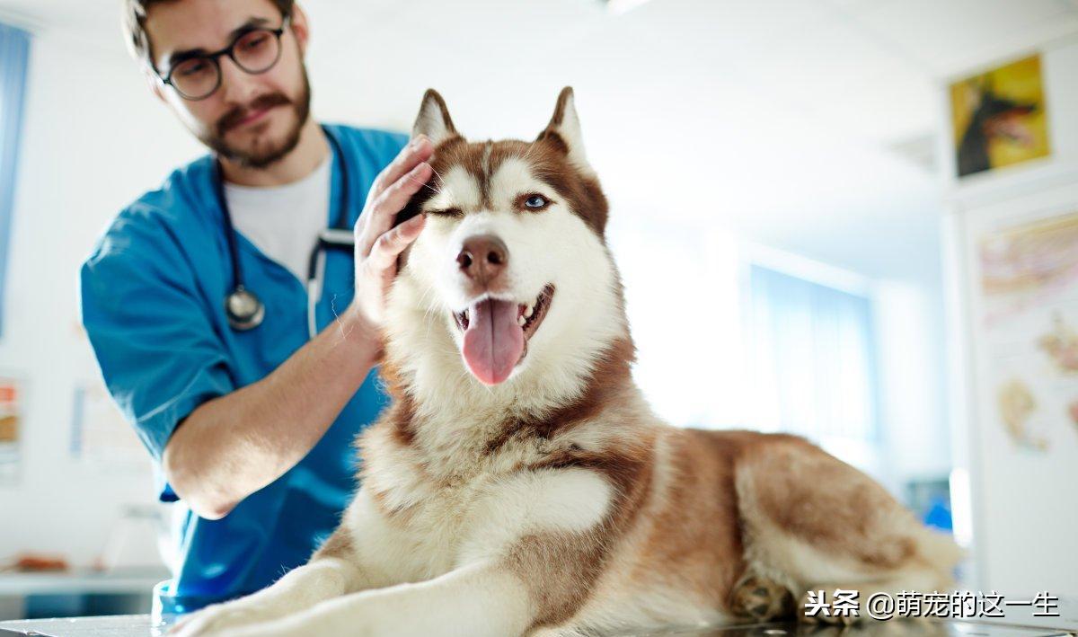 最不建议养的狗阿拉斯加,阿拉斯加成犬好养吗