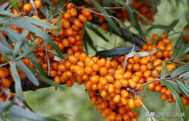 所有的新疆特产,旅游从新疆带的特产