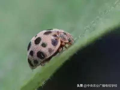 蔬菜地下害虫的最佳防治方法,防治蔬菜害虫用小苏打和白醋怎样