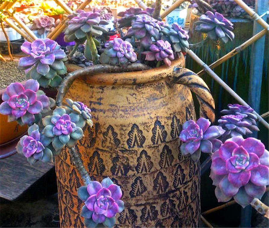 紫乐悬崖桩不修根可以上盆吗,多肉紫乐怎么养成老桩