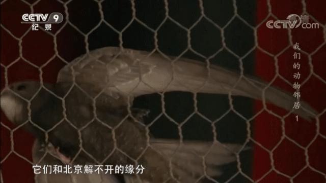 央视拍这种片怎么就没「流量」