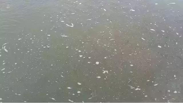 鱼塘水质突然变红浑浊是什么原因,池塘水质变绿怎么处理