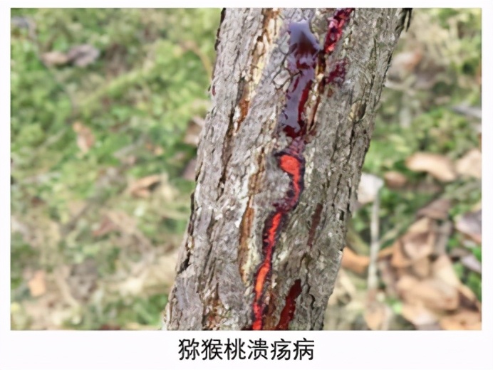 猕猴桃发芽后树干流水是什么原因,猕猴桃流水是什么原因
