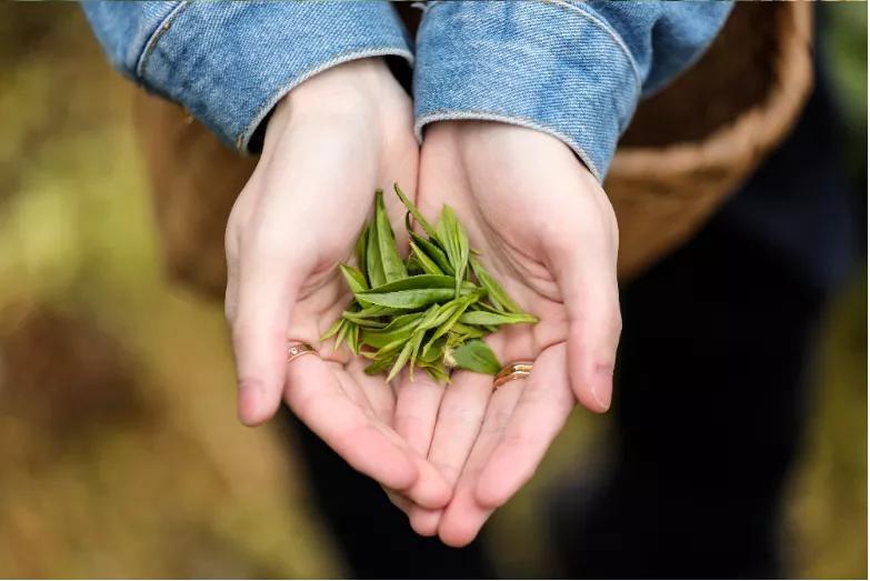 黄山度假景点,黄山德懋堂度假村能参观德懋堂吗