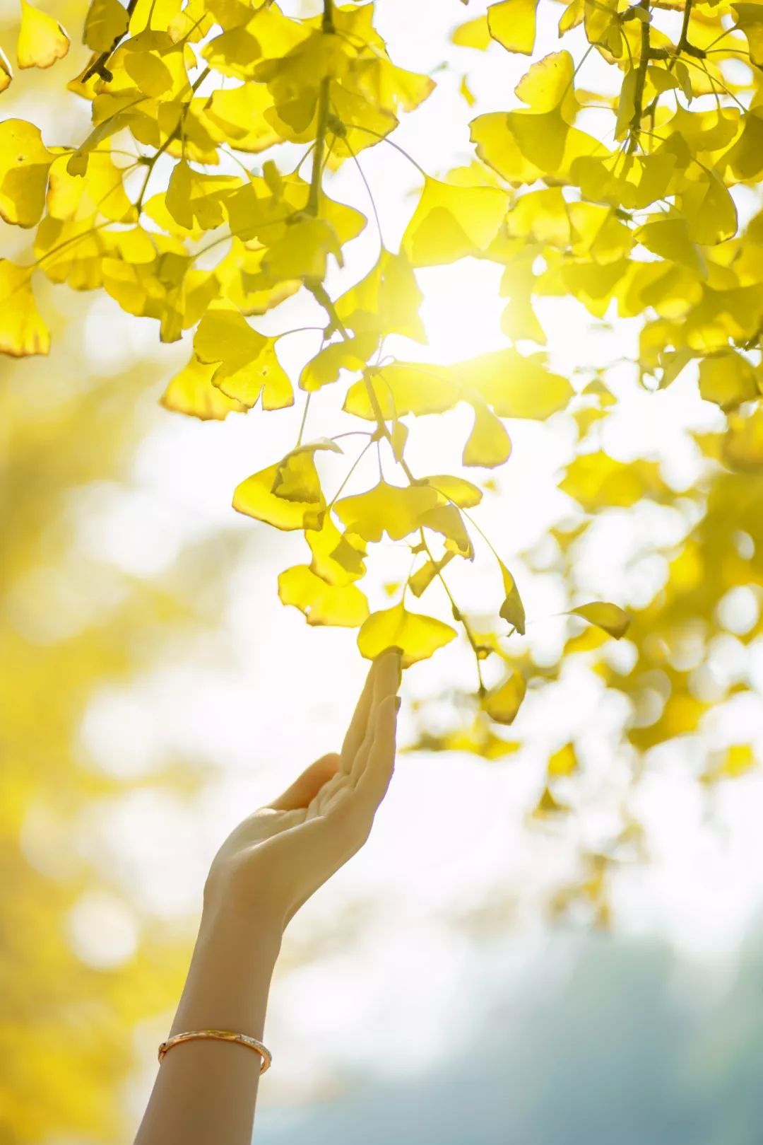 成都市区值得一去的银杏打卡,双流看银杏叶