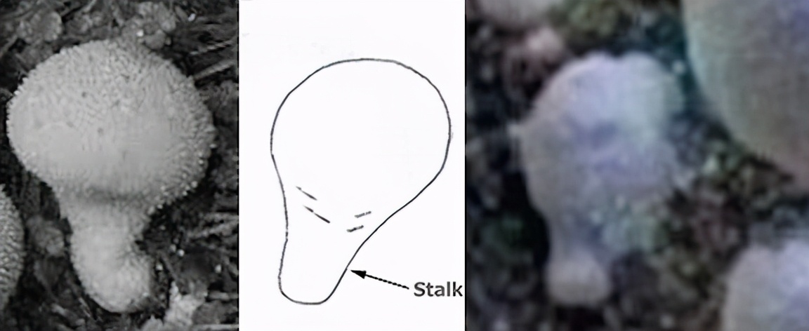 火星上的蘑菇，“外星人”的招呼，历史上5大误解的外星生命信号