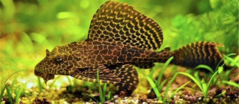 清道夫鱼可以清理鱼缸吗,清道夫鱼能清理鱼缸的垃圾吗