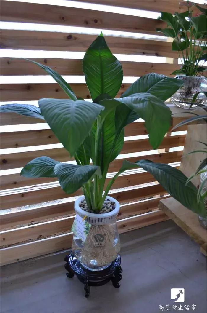 装修房子吸甲醛最好的是什么植物,吸甲醛最好的植物排名