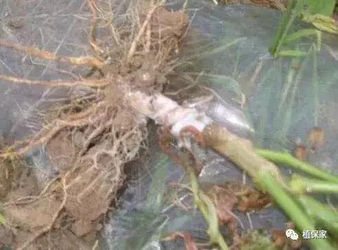 根腐病最好的解决方法,黄瓜茎基根腐病的治疗方法