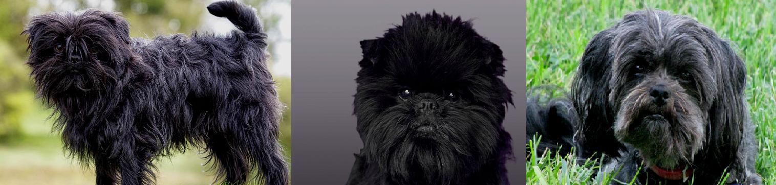 全球最厉害十大犬种,世界十大排名巨型犬种