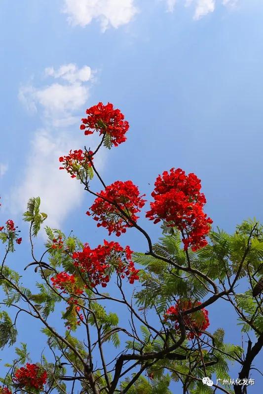 凤凰花从化,从化江浦凤凰花