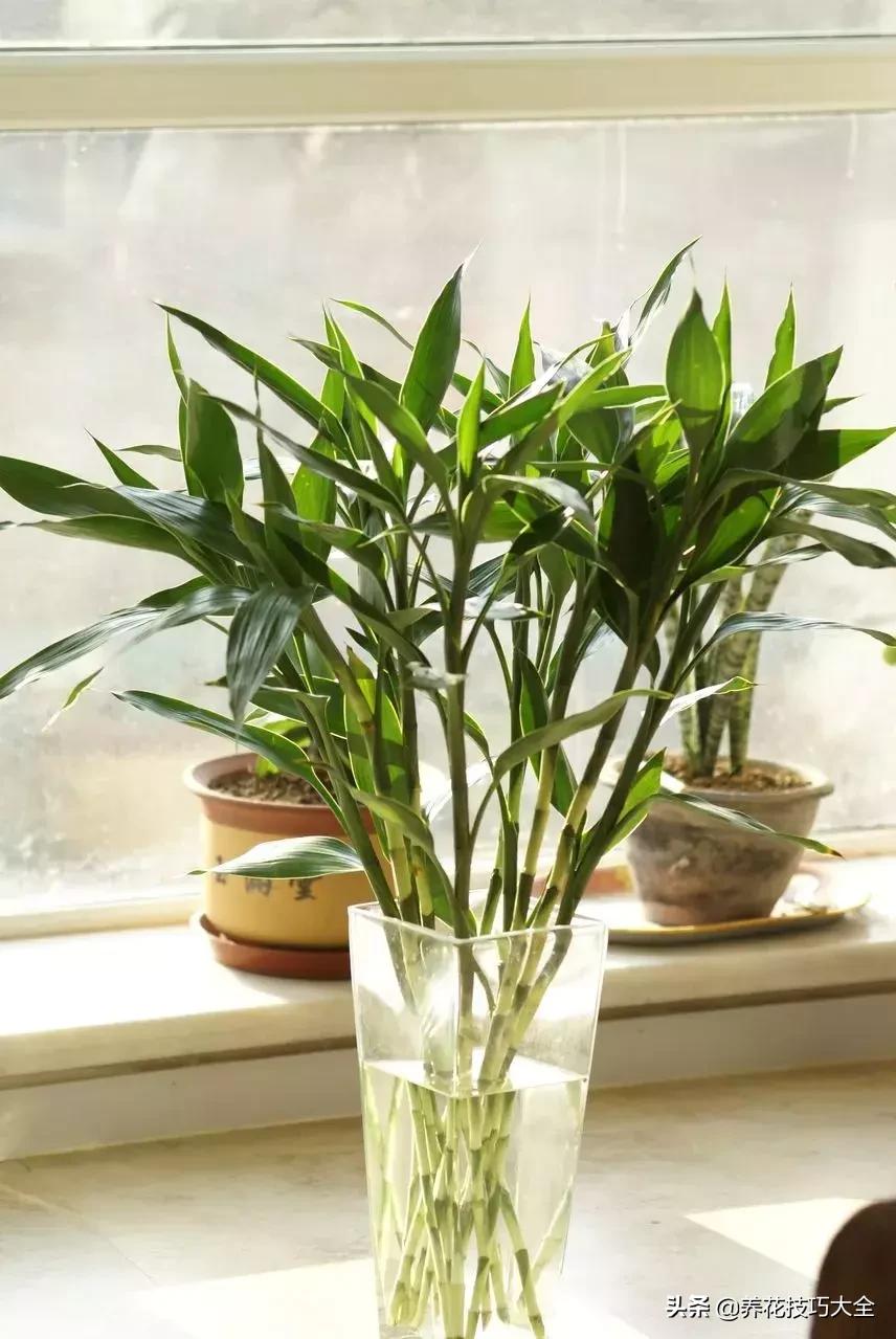 富贵竹刚长一点白根还换水吗,富贵竹如何养出粗壮的根